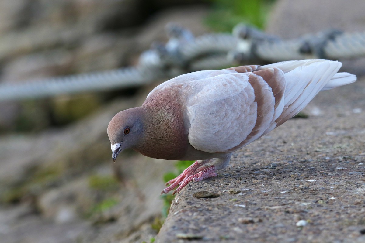 Rock Pigeon (Feral Pigeon) - Silas Würfl