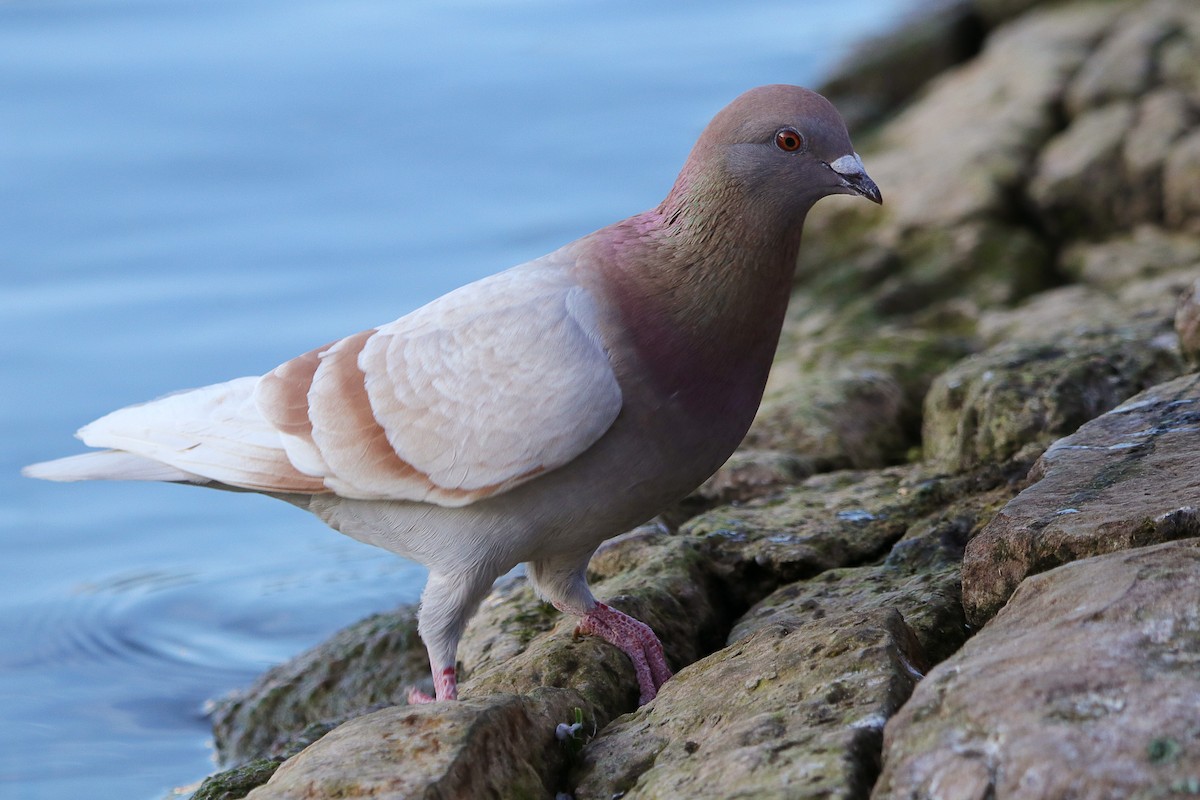 Rock Pigeon (Feral Pigeon) - Silas Würfl