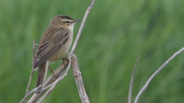Sedge Warbler - ML338851841