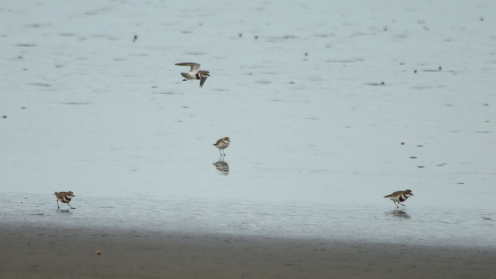 Double-banded Plover - ML338852031