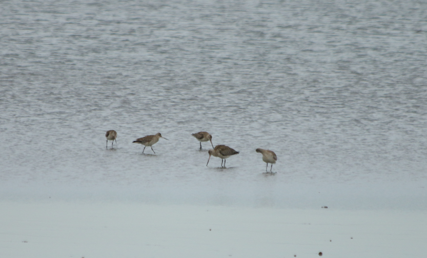 Bar-tailed Godwit - ML338852361