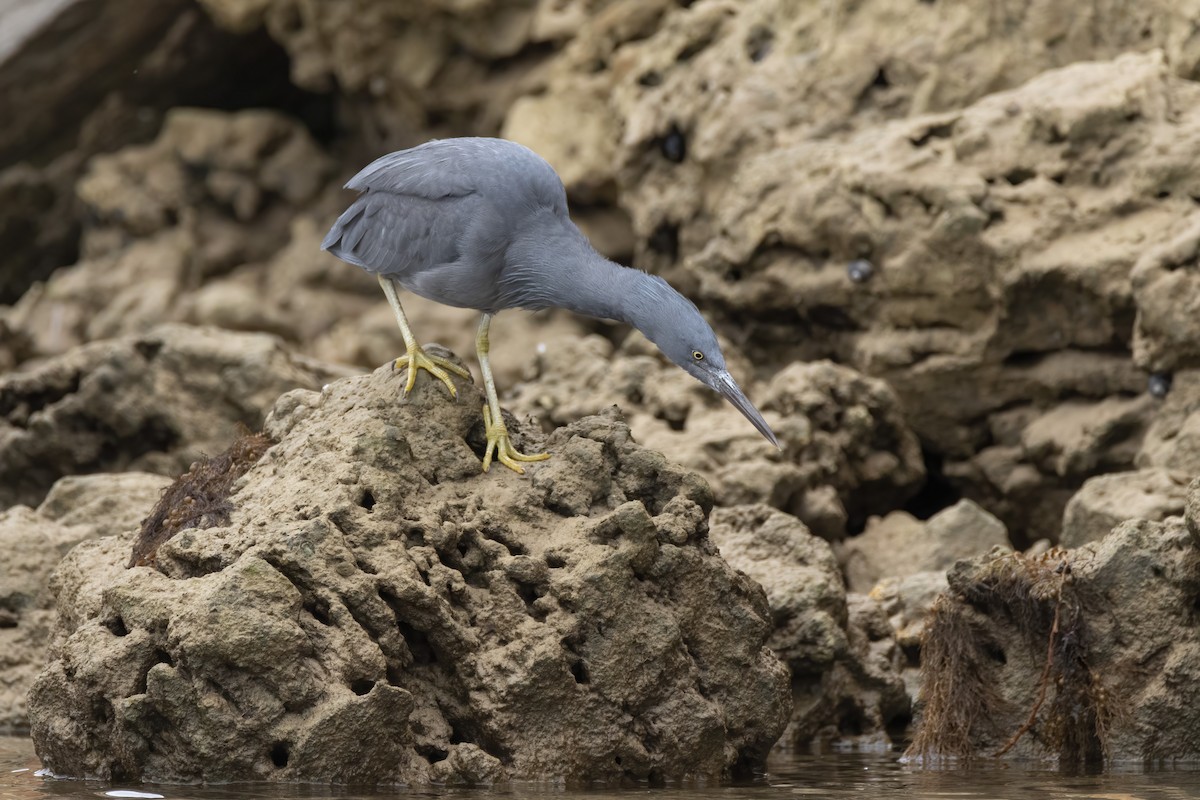 Pacific Reef-Heron - ML338855111