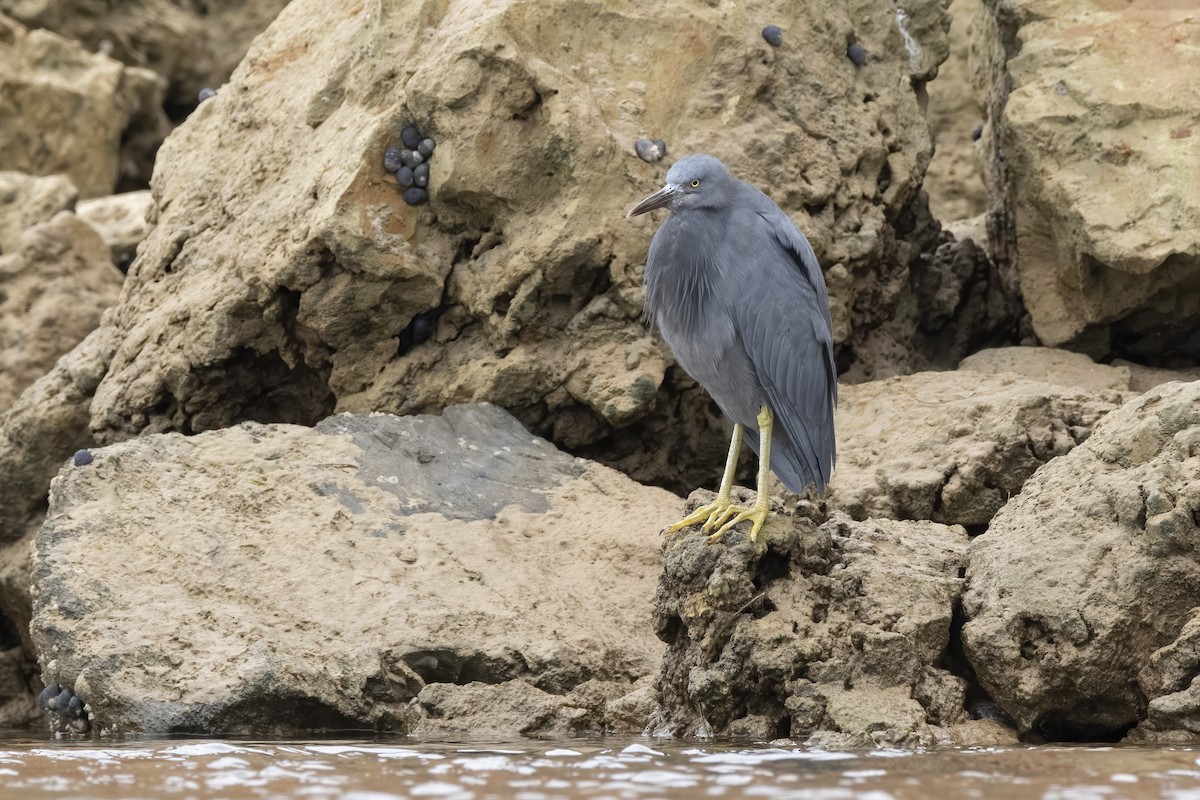 Pacific Reef-Heron - ML338855131