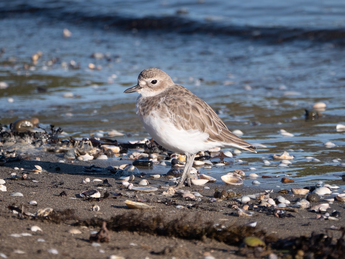 Red-breasted Dotterel - ML338855541