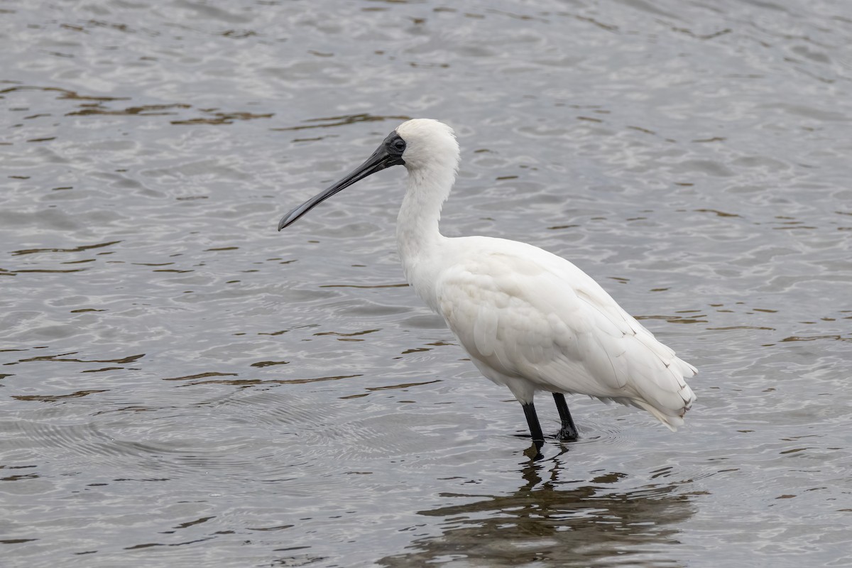 Royal Spoonbill - Andreas Heikaus