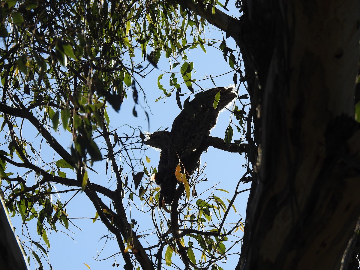 Tawny Frogmouth - ML338855961