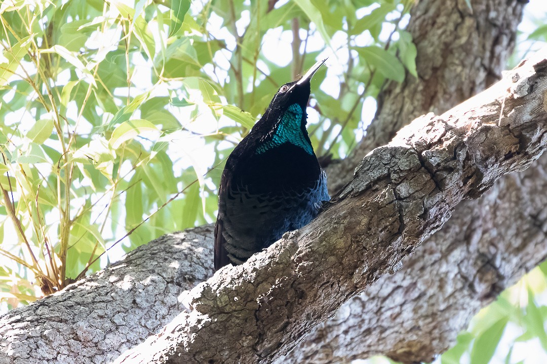 Paradise Riflebird - ML338856851