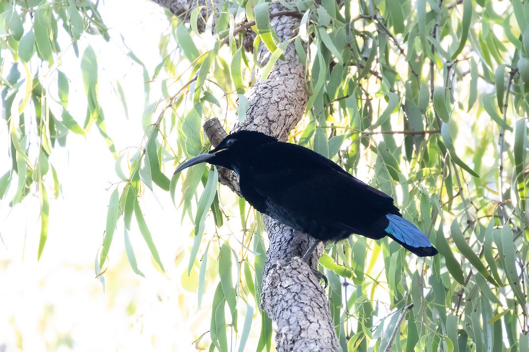 Paradise Riflebird - ML338856861