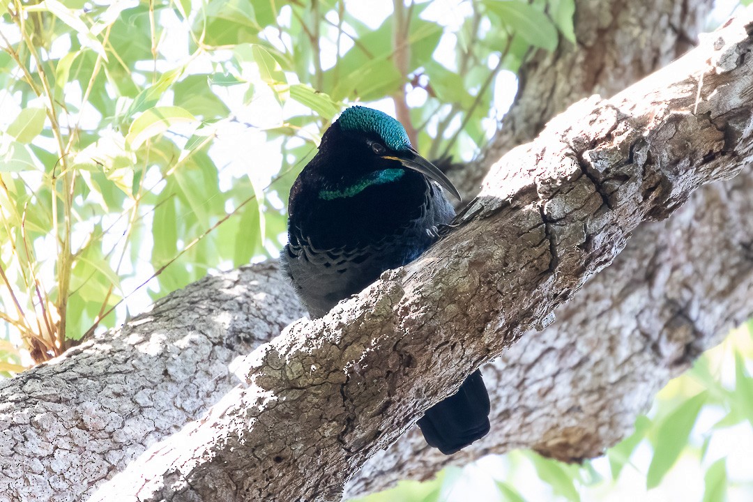 Paradise Riflebird - Steve Popple