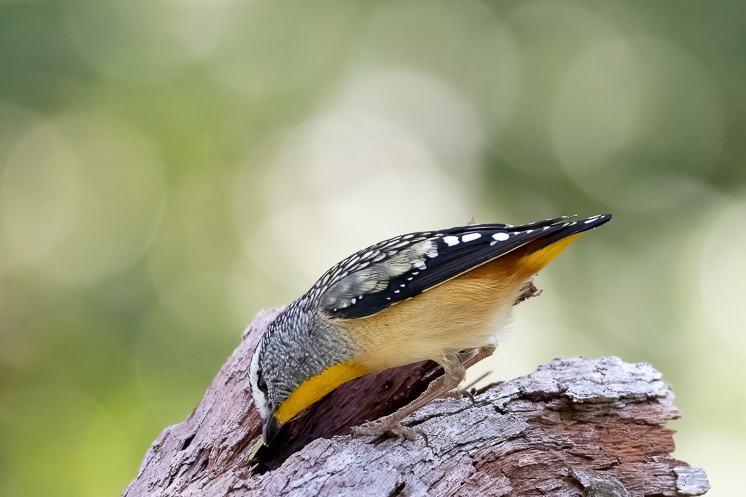 Spotted Pardalote - Steve Popple