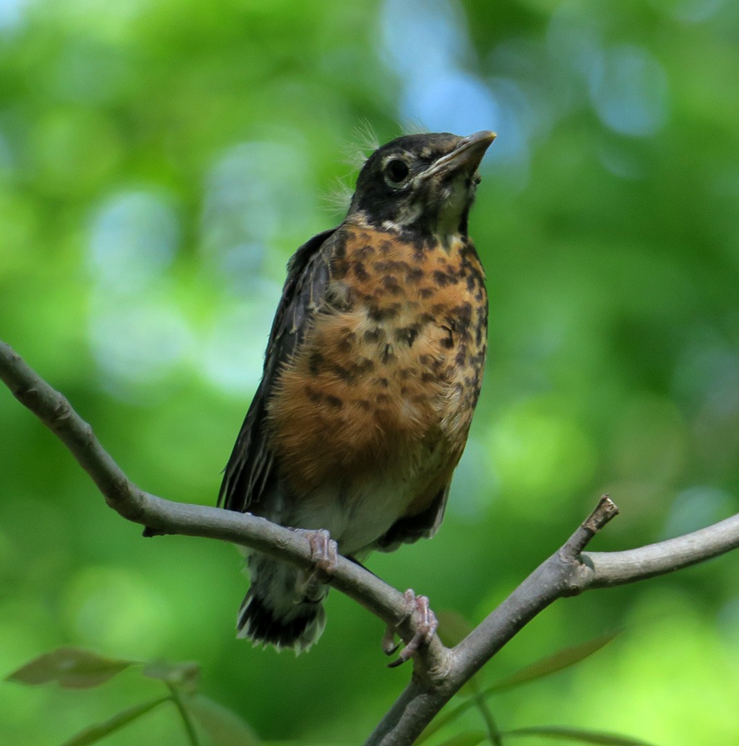 American Robin - ML338857181
