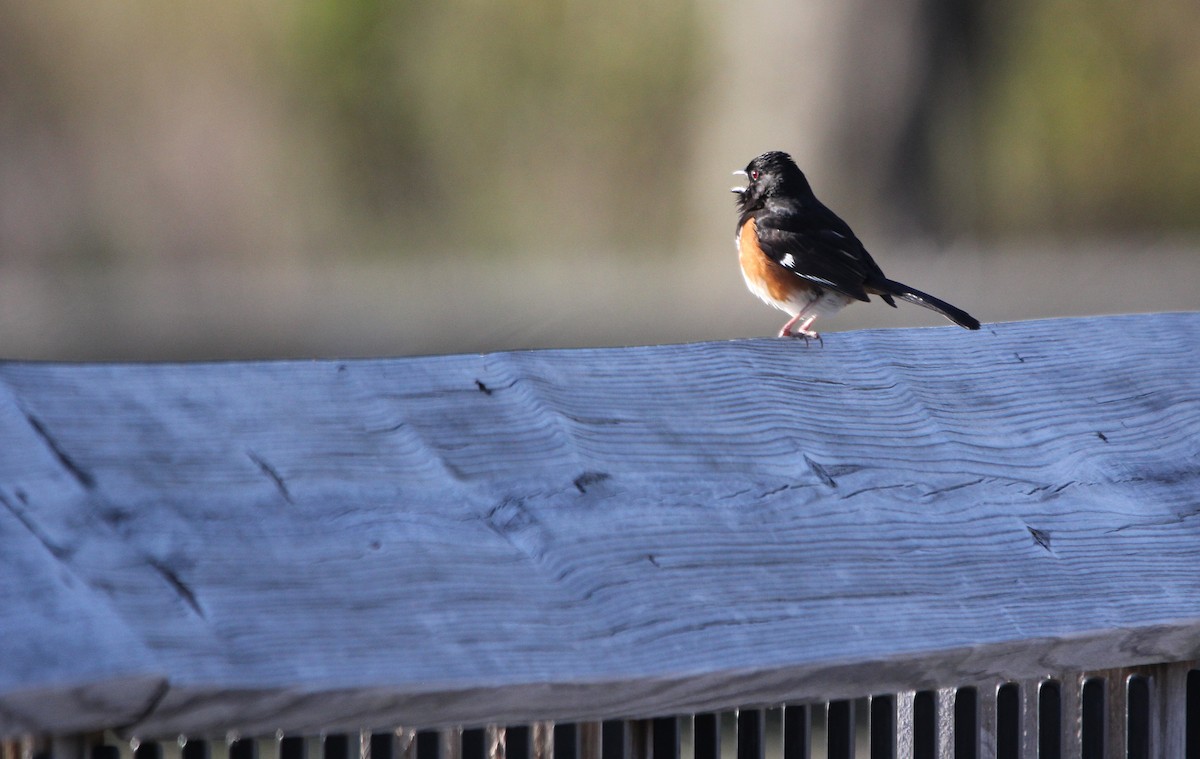 Eastern Towhee - ML338857801