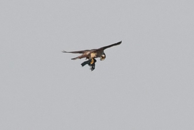 Peregrine Falcon - ML338858021