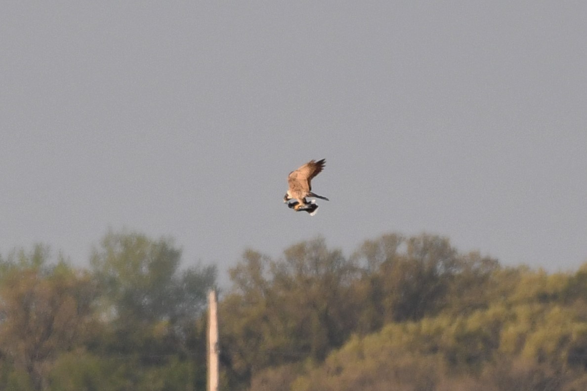 Peregrine Falcon - ML338858031