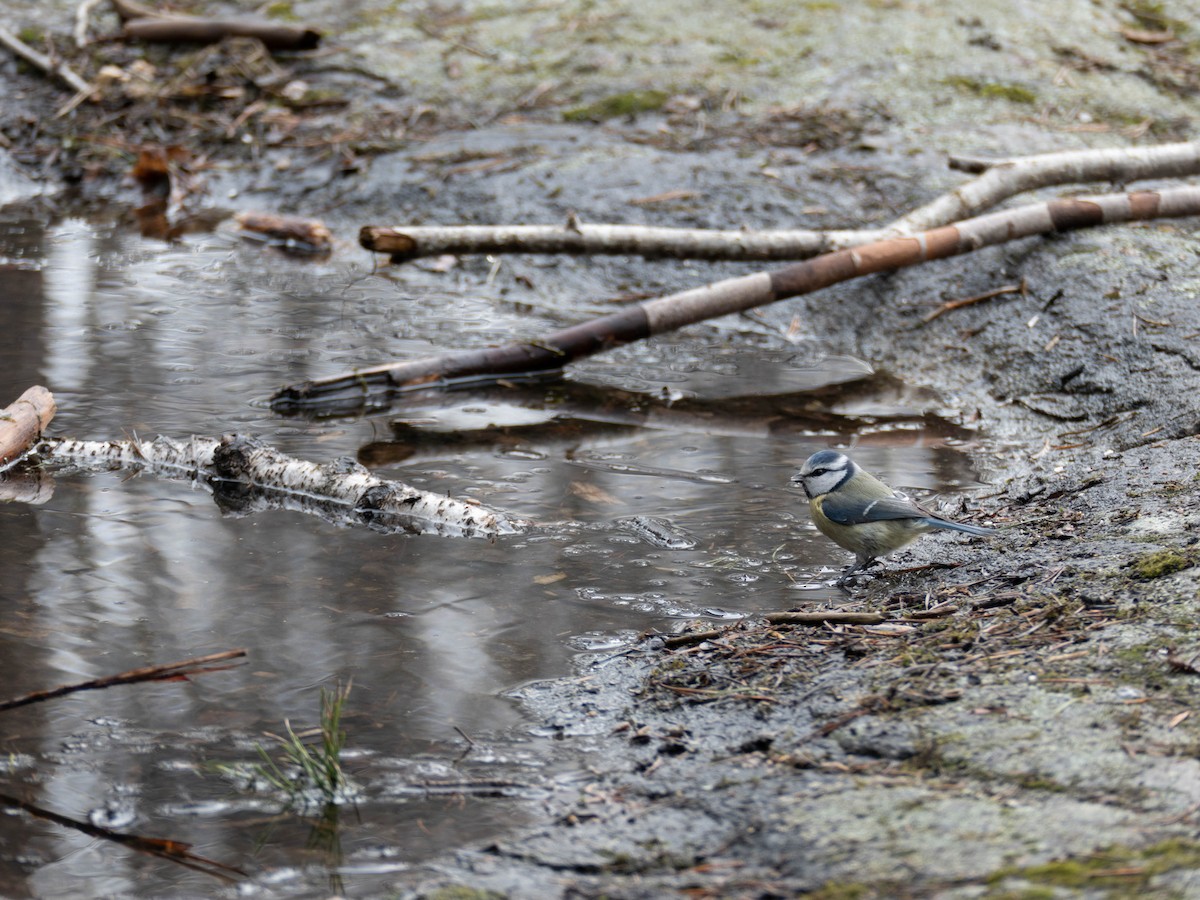 Eurasian Blue Tit - ML338858421