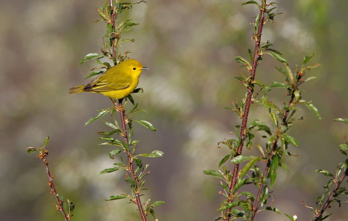 Yellow Warbler - ML338858441