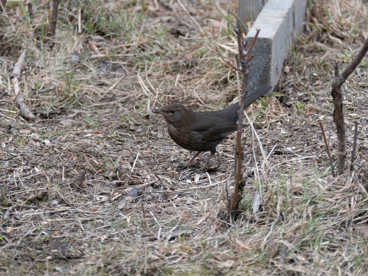 Дрізд чорний - ML338858611