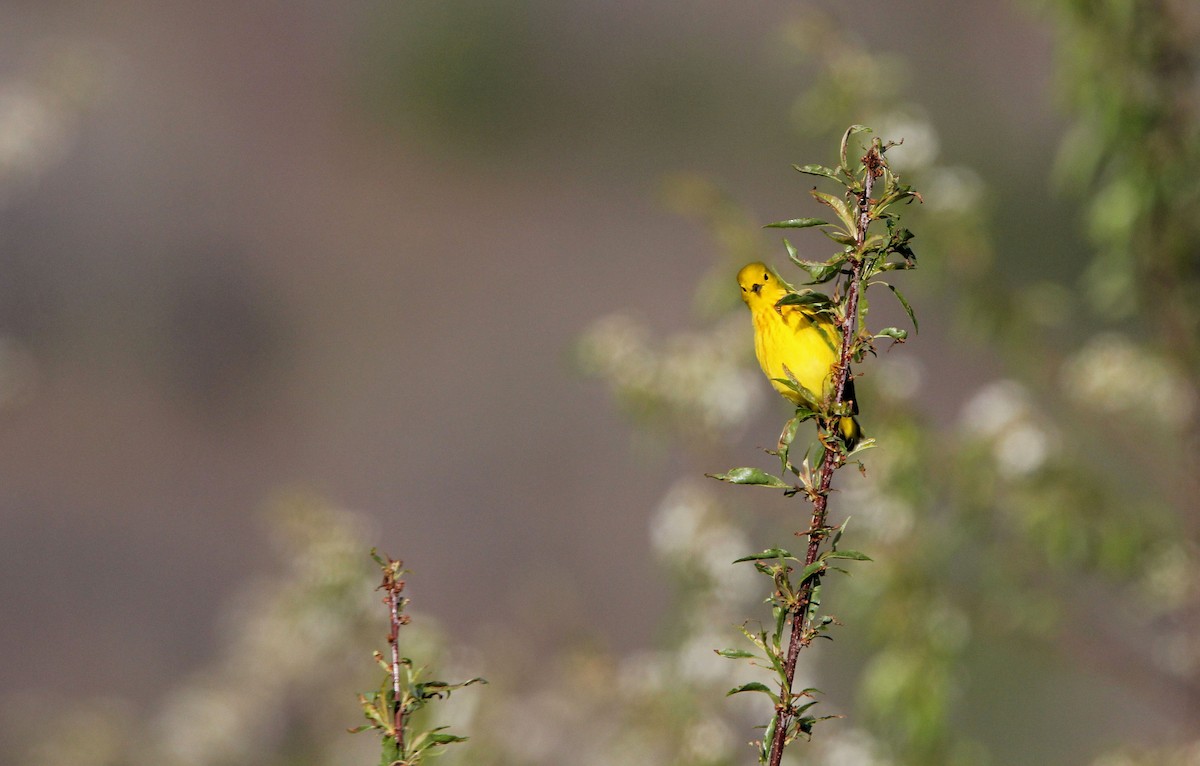 Yellow Warbler - ML338859091