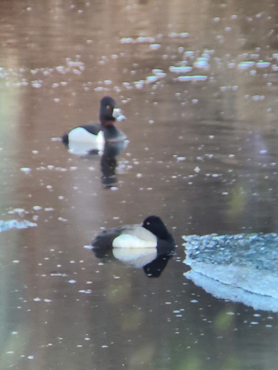 Greater Scaup - ML338859941