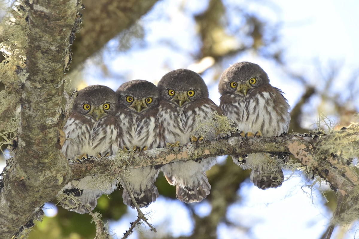 Northern Pygmy-Owl - David Tønnessen