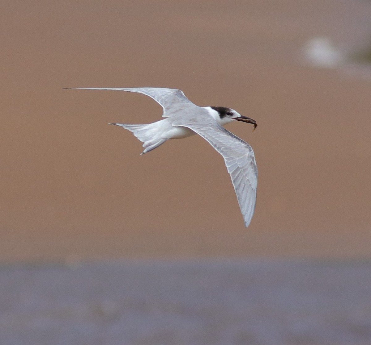 Common Tern - ML338860381