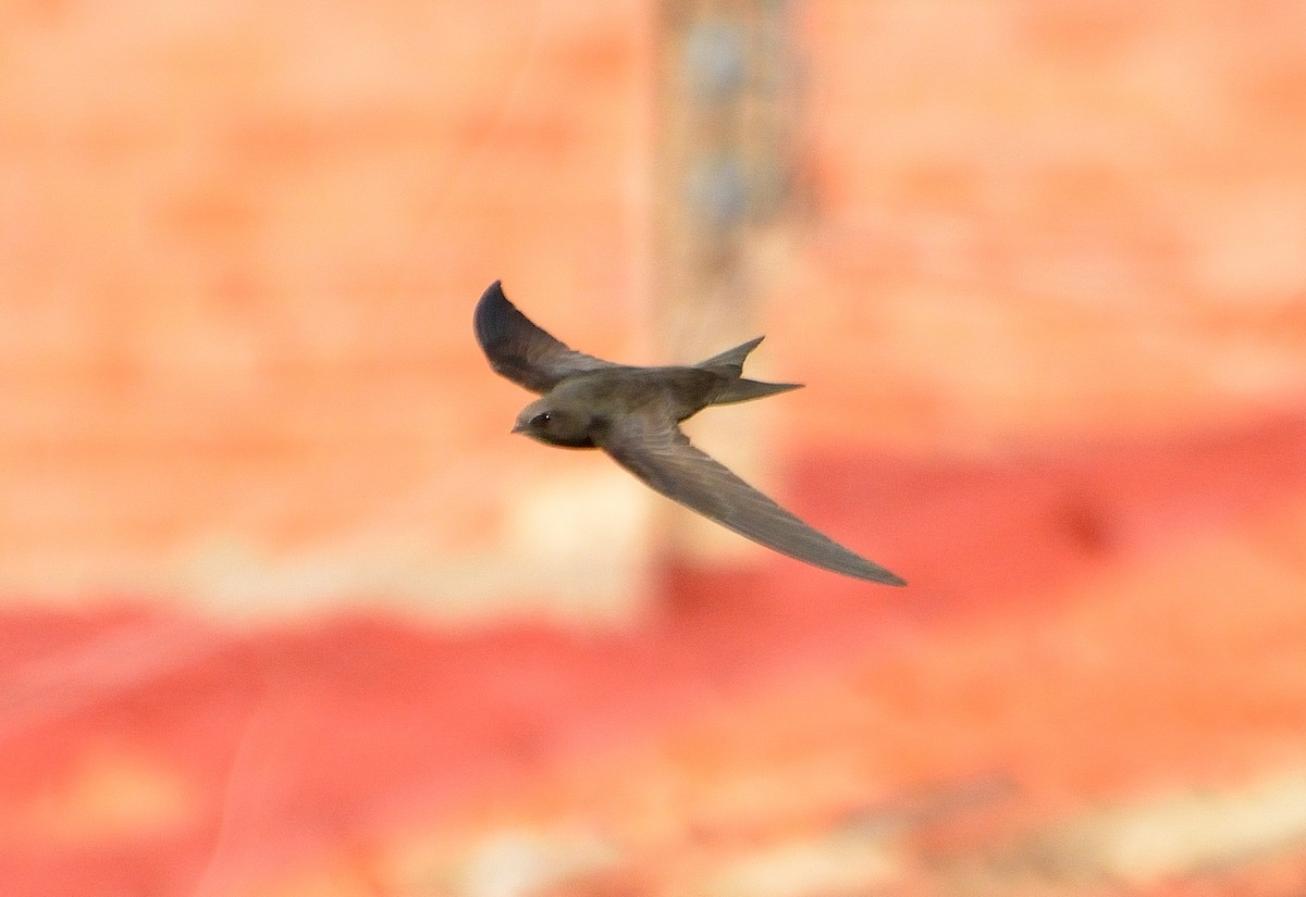 Common Swift - Orlando Jarquín