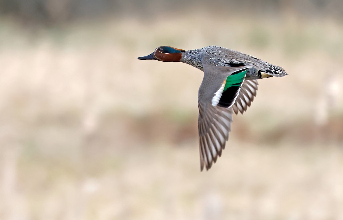 Green-winged Teal (Eurasian) - Lars Petersson | My World of Bird Photography