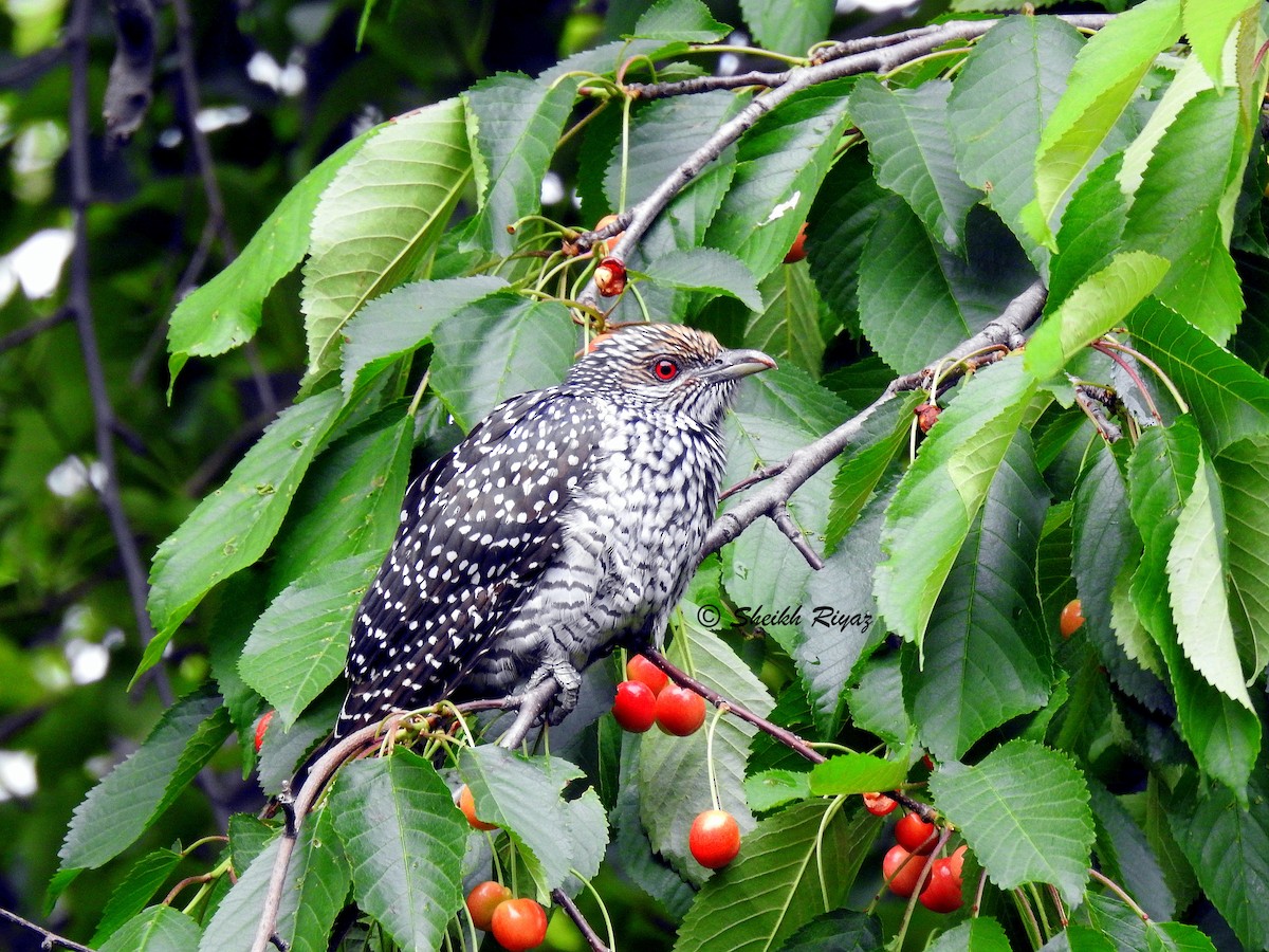 Asian Koel - ML338863731