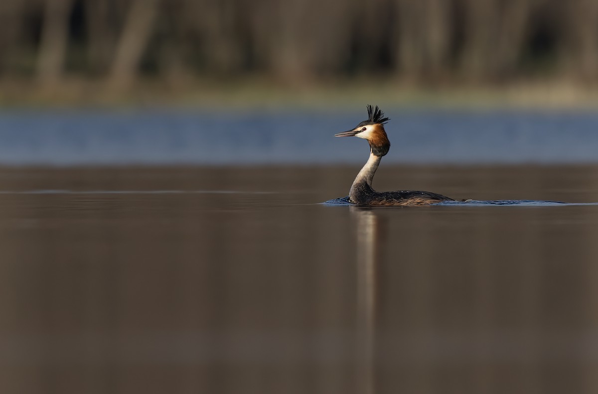 Great Crested Grebe - ML338865351