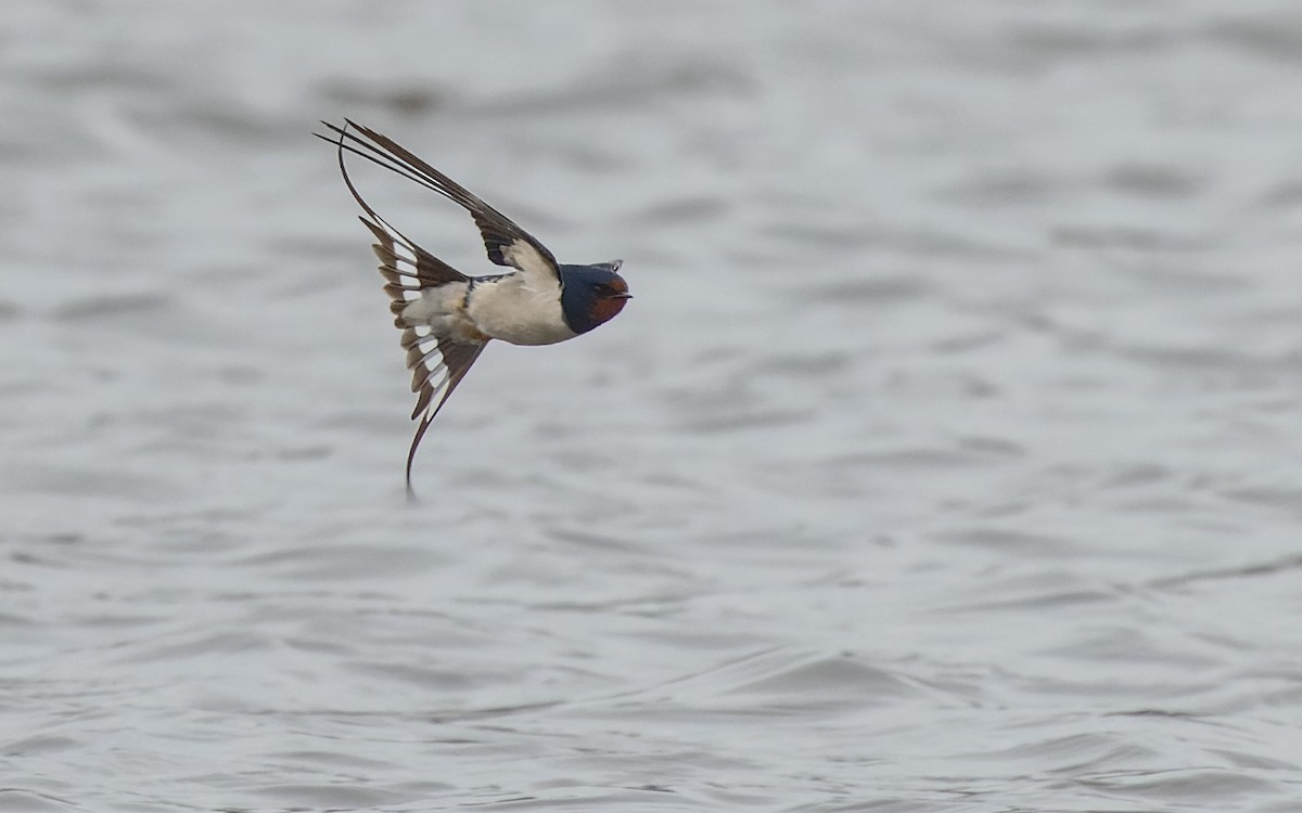 Barn Swallow (White-bellied) - Lars Petersson | My World of Bird Photography