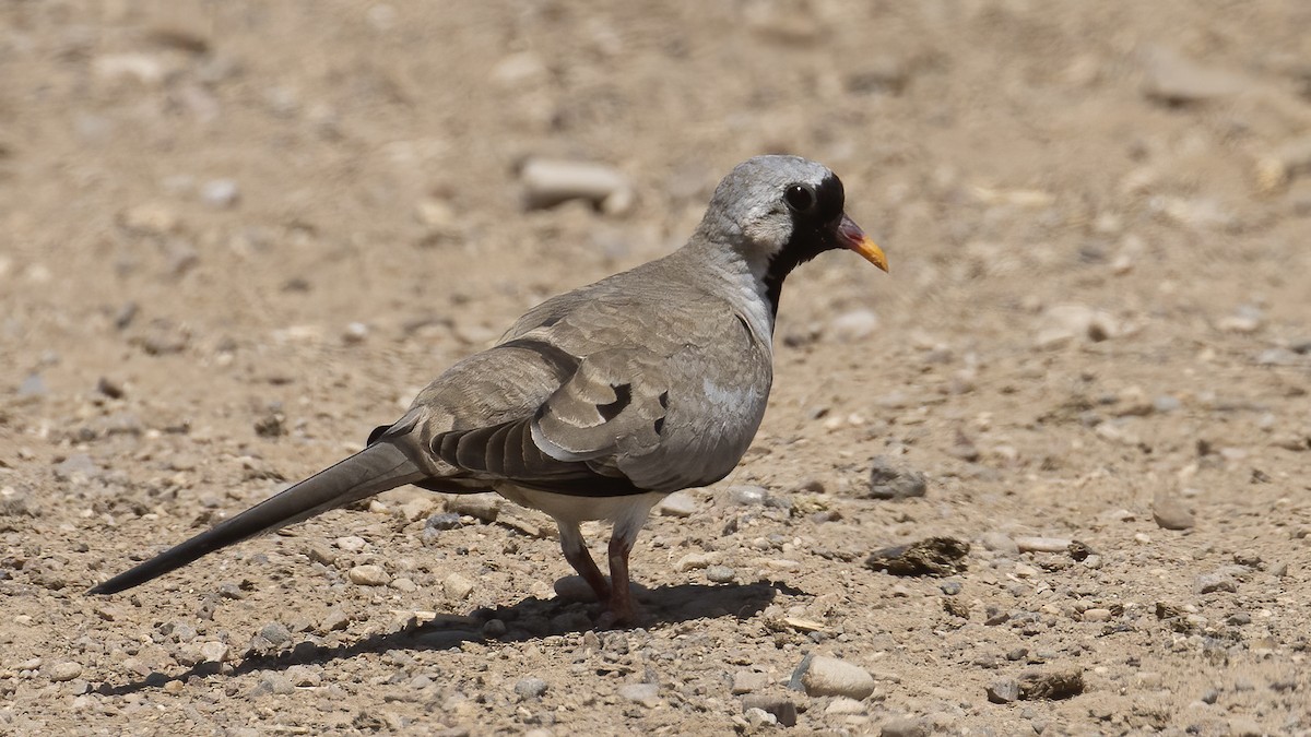 Namaqua Dove - Göktuğ  Güzelbey