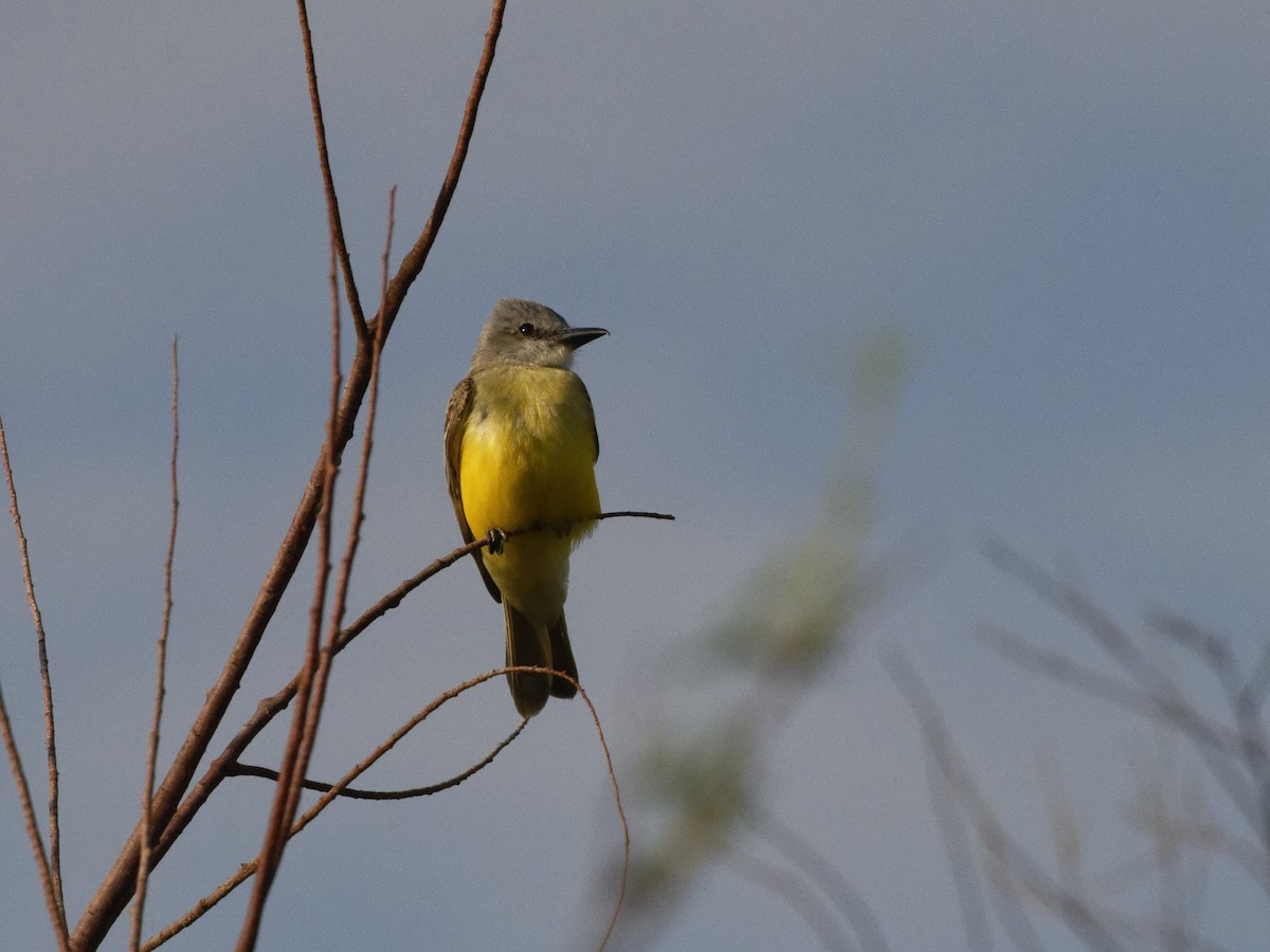 Couch's Kingbird - Alan Van Norman