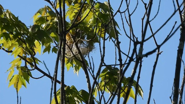 Baltimore Oriole - ML338868461