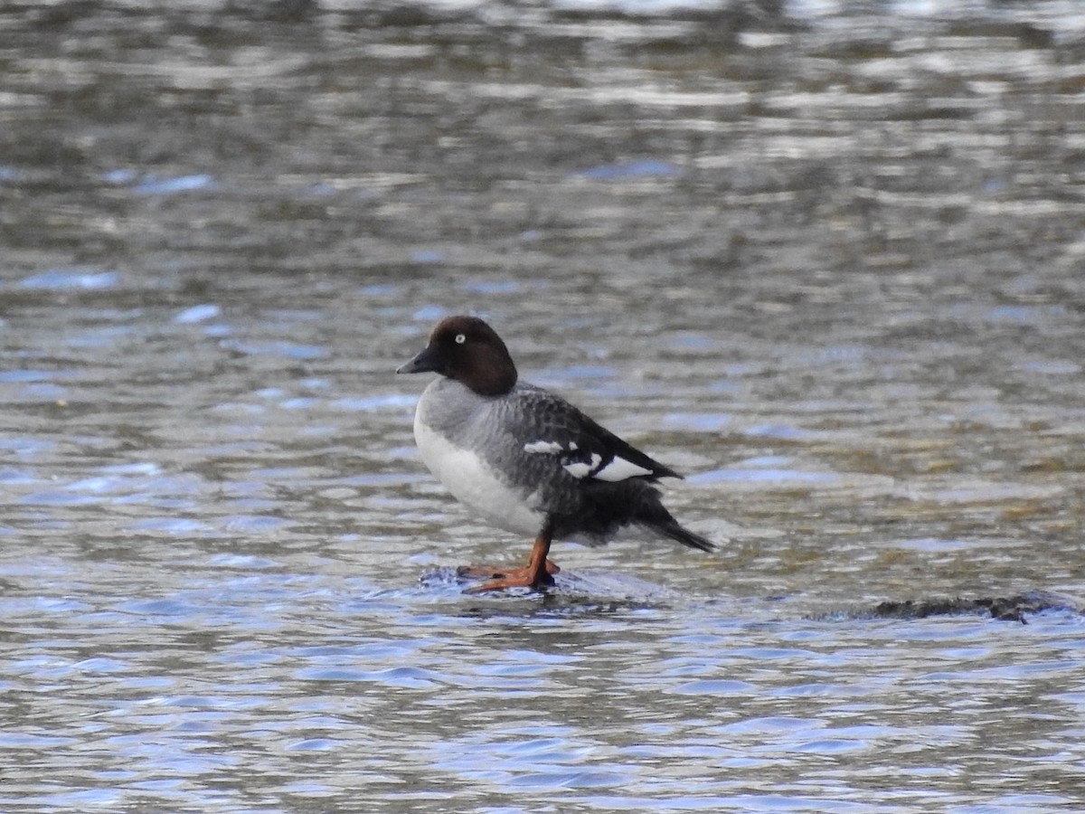 Common Goldeneye - ML338868541