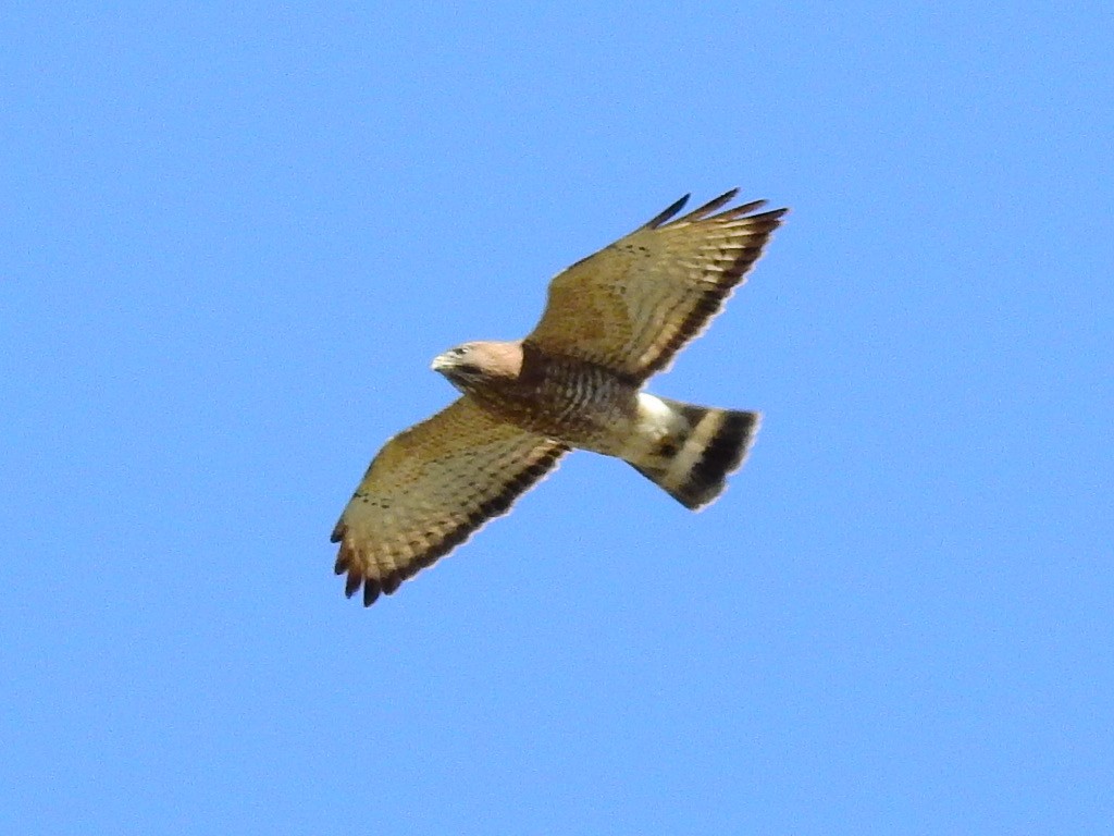 Broad-winged Hawk - Jenifer Paquet