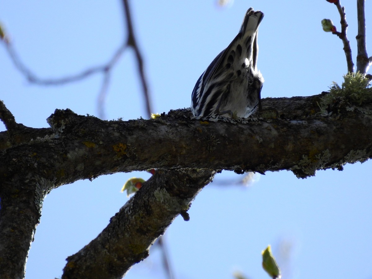 Black-and-white Warbler - Jenifer Paquet