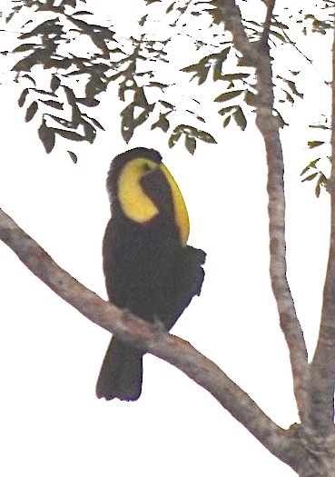 Yellow-throated Toucan - ML338871891