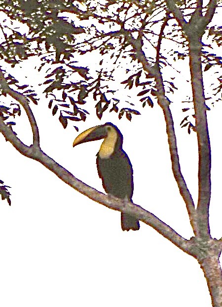 Yellow-throated Toucan - ML338871911