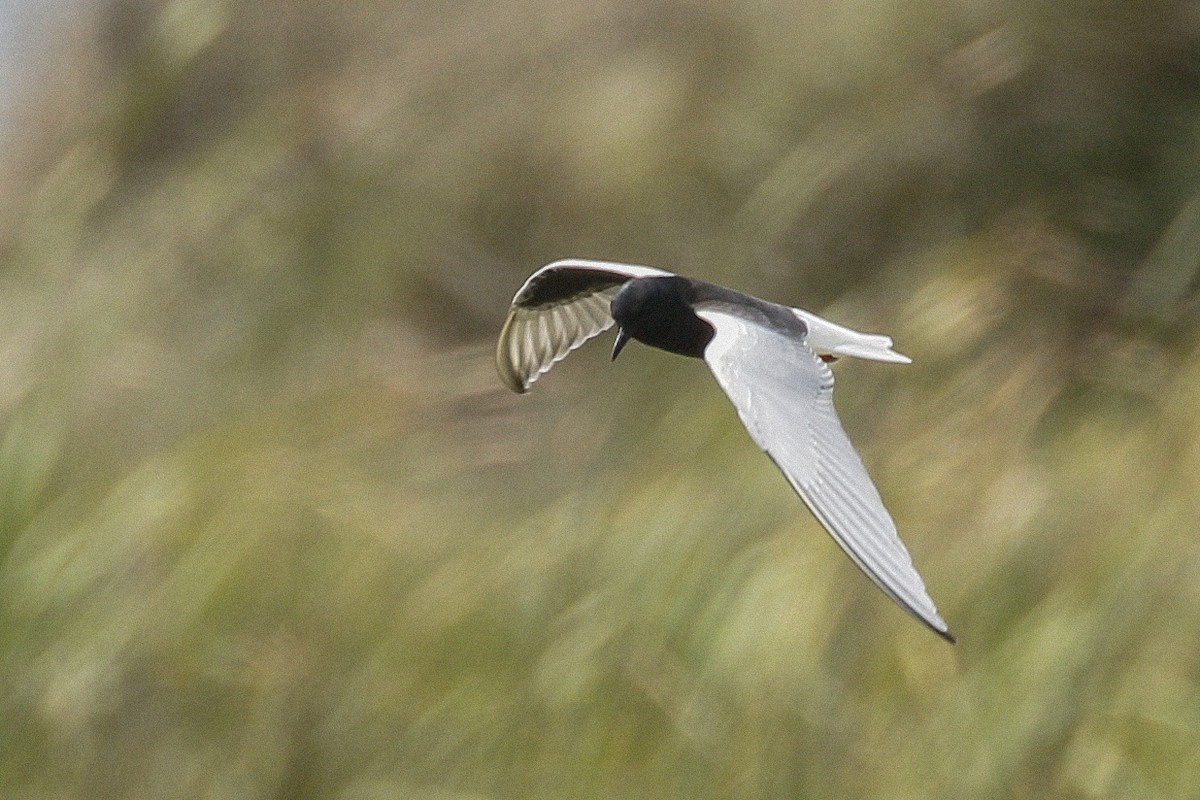 White-winged Tern - ML338872581