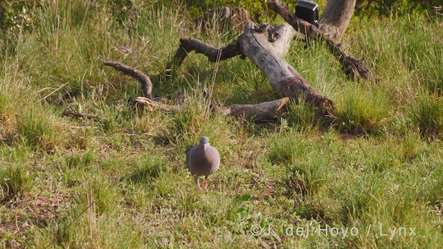 Pigeon colombin - ML338872651