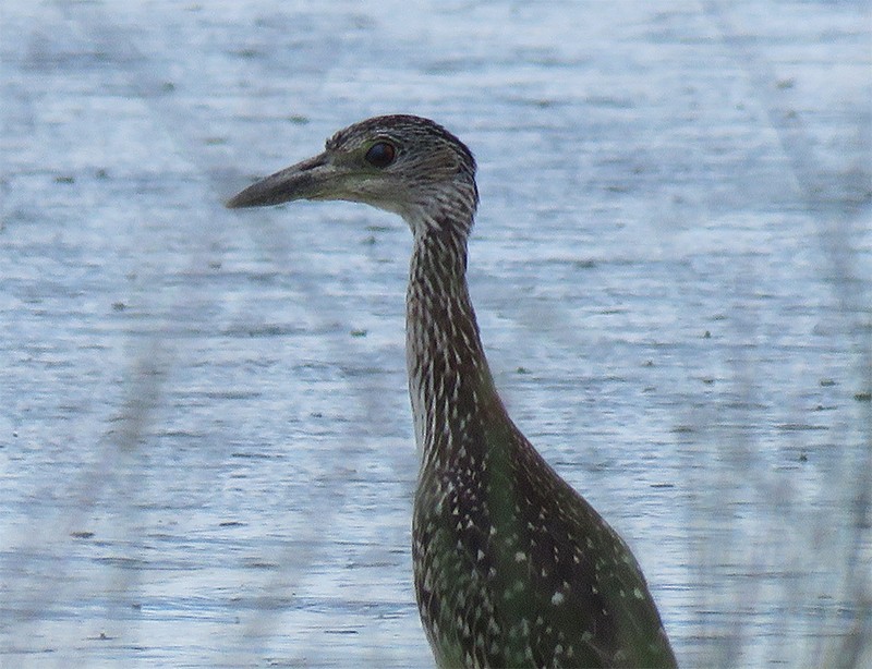 Yellow-crowned Night Heron - Karen Lebing