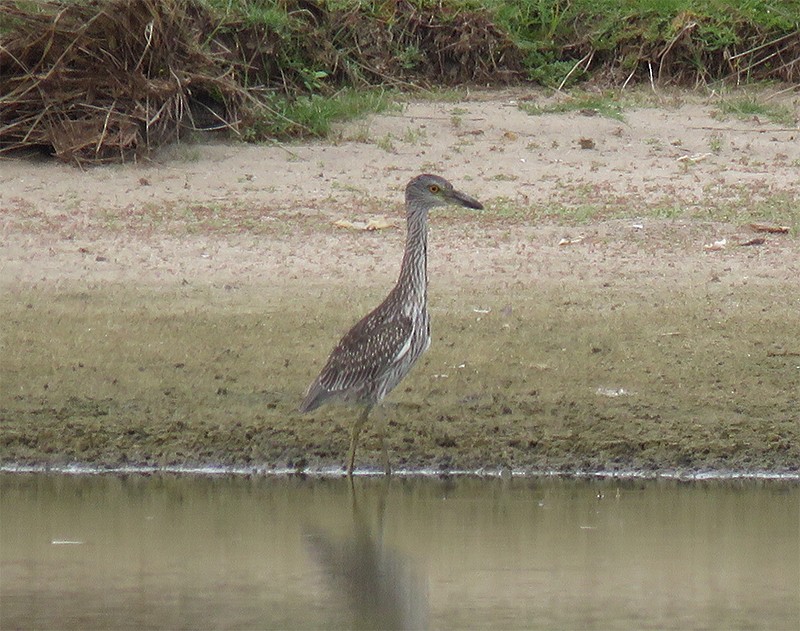 Yellow-crowned Night Heron - Karen Lebing