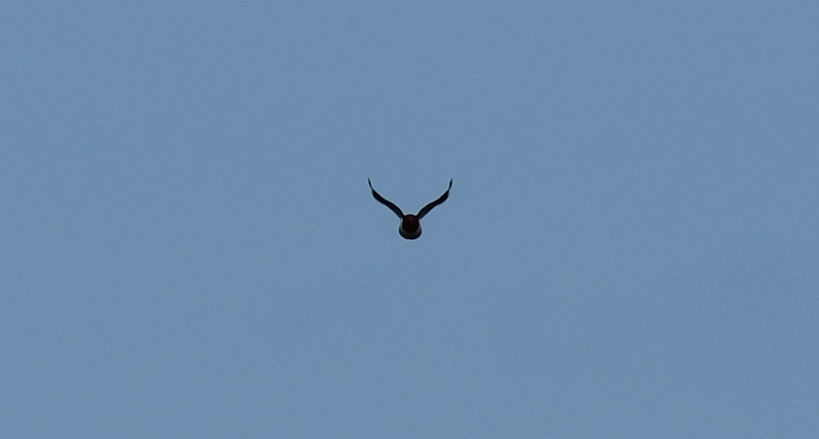 Red-headed Woodpecker - ML338874721