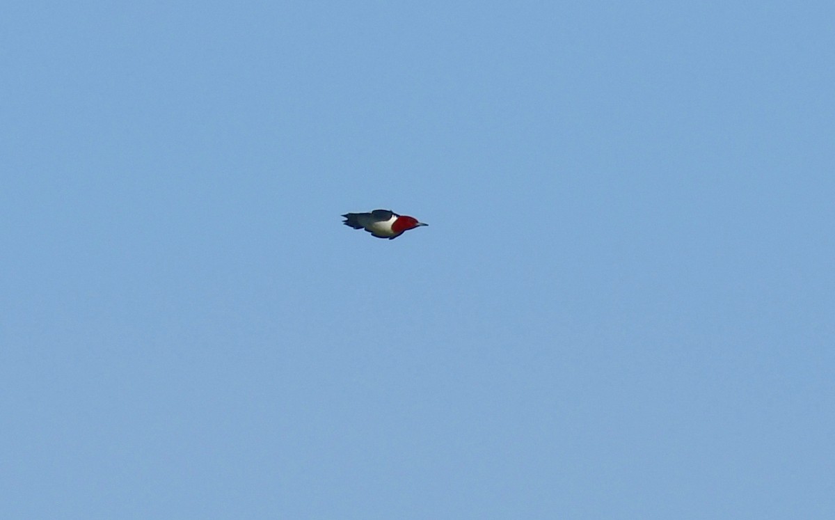 Red-headed Woodpecker - ML338874731