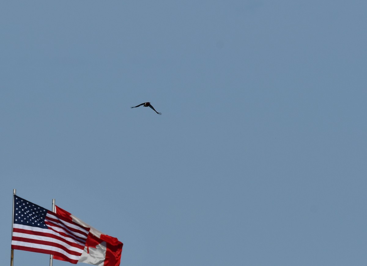 Red-headed Woodpecker - ML338874741