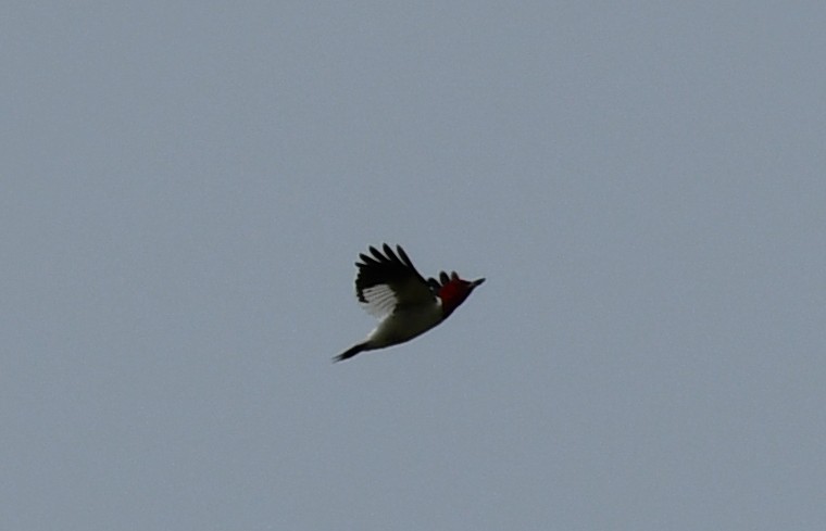 Red-headed Woodpecker - ML338874761