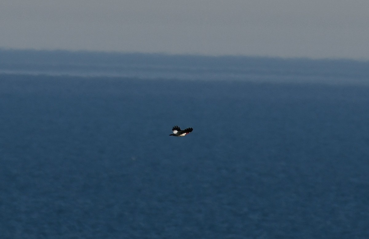 Red-headed Woodpecker - ML338874791