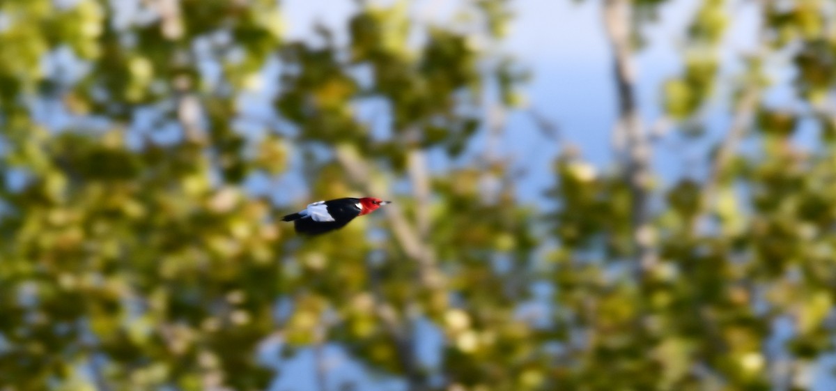 Red-headed Woodpecker - ML338874811