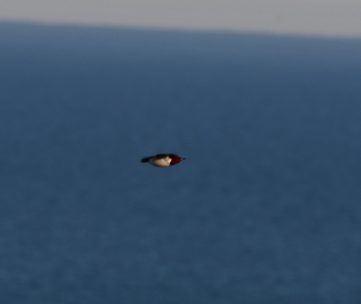 Red-headed Woodpecker - ML338874821