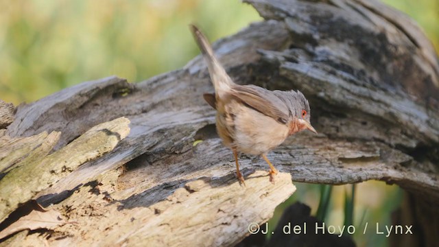 Txinbo papargorrizta iberiarra - ML338875161